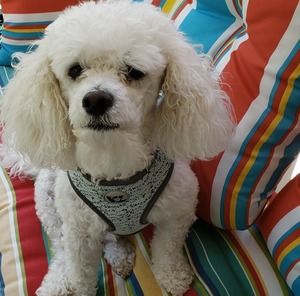 Meet your Posher, Nancy